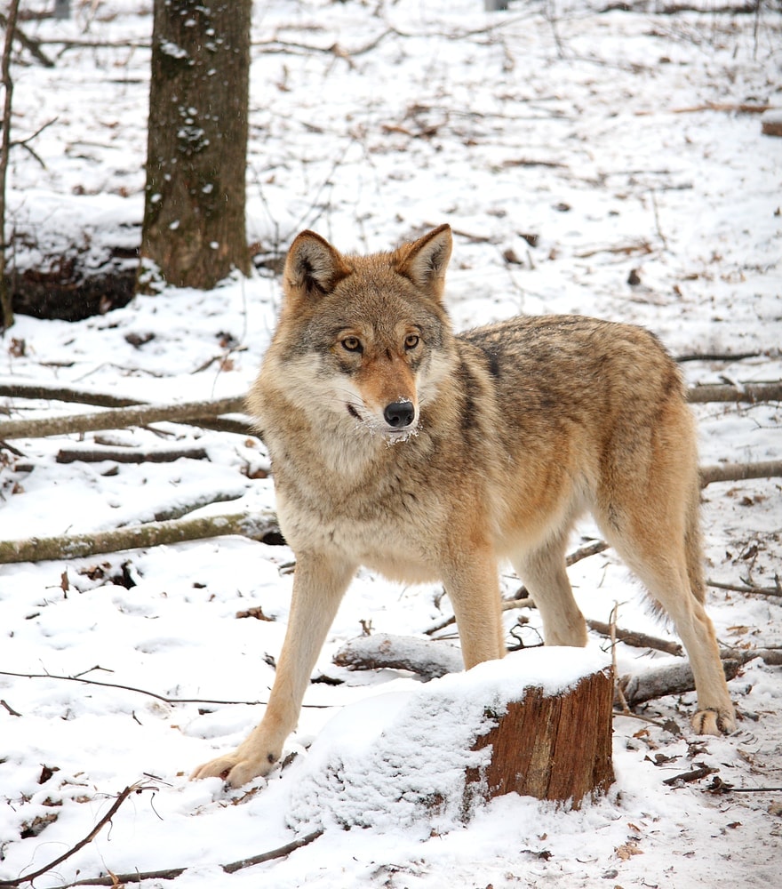 Steppe Wolf (Canis lupus campestris)