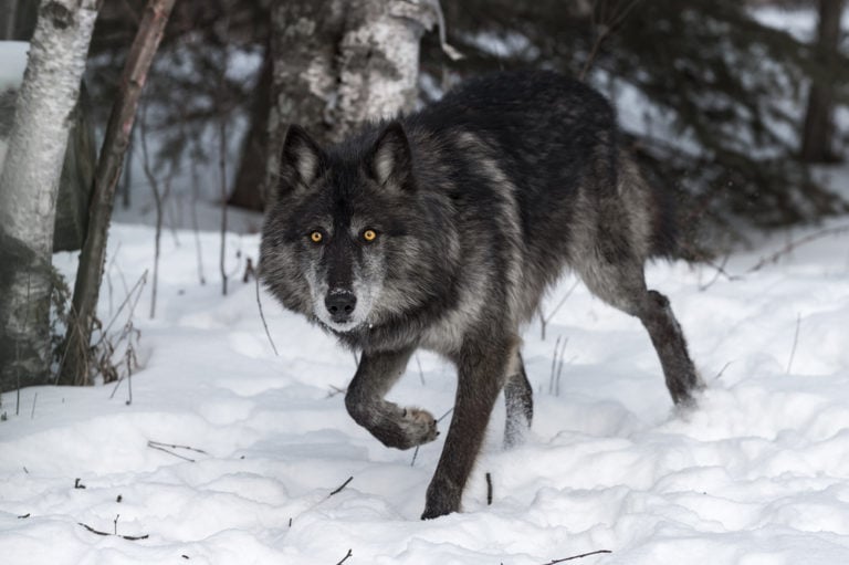 Discover the 27 Wonderful Types of Wolves: Diversity Decoded