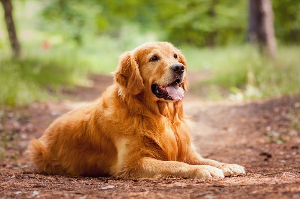 Domestic Dog (Canis lupus familiaris)
