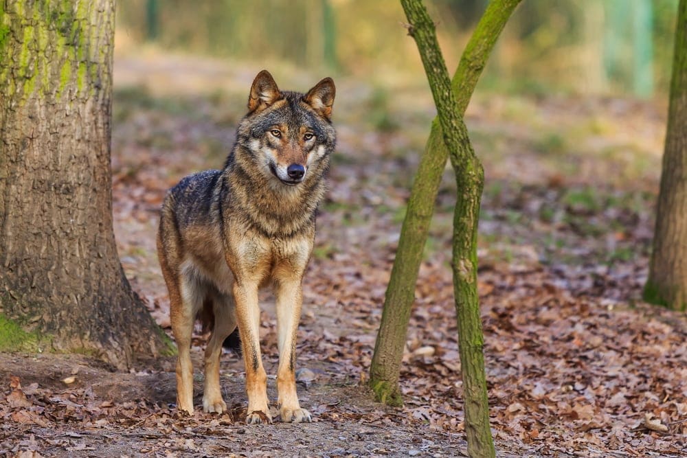 Eurasian Wolf (Canis lupus lupus)