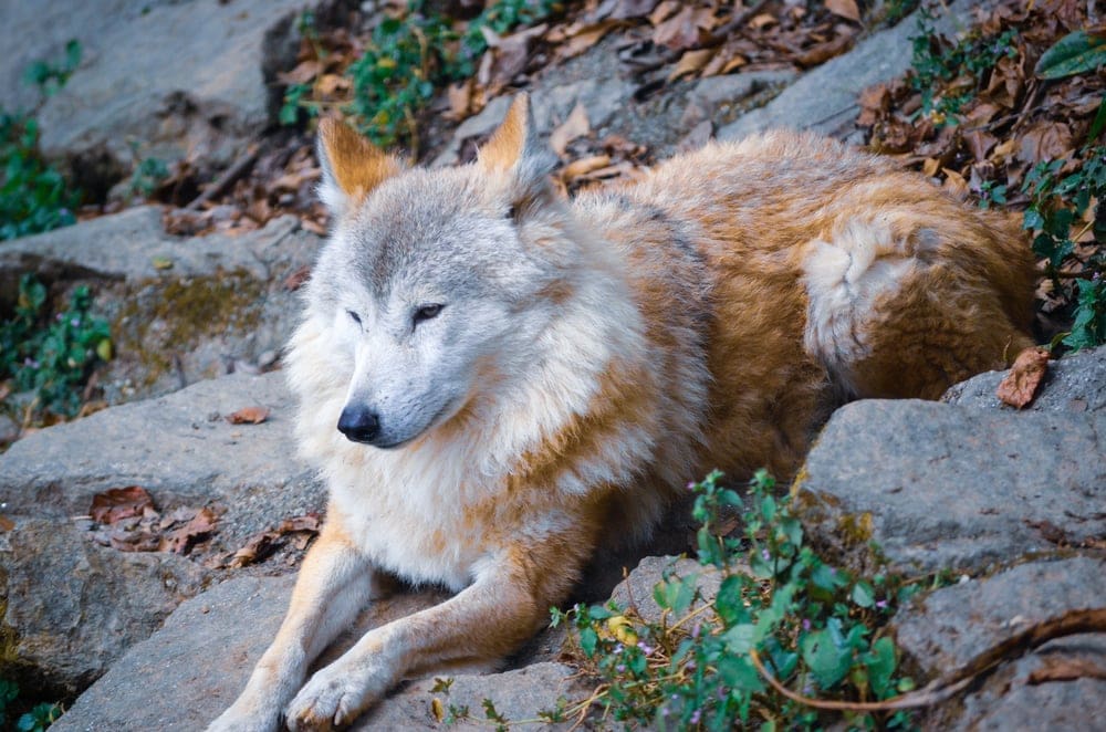 Himalayan Wolf (Canis lupus chanco)