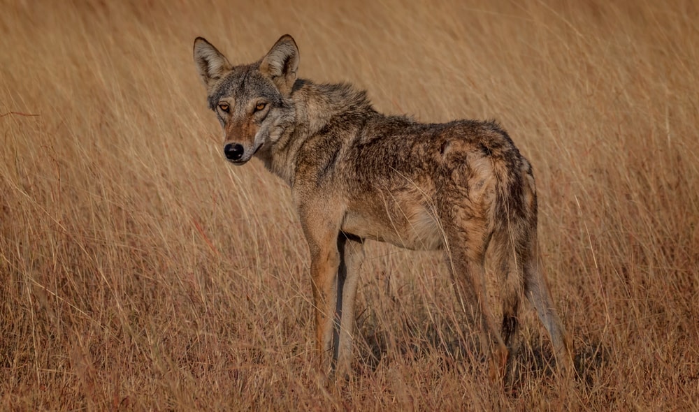 Indian Wolf (Canis lupus pallipes)