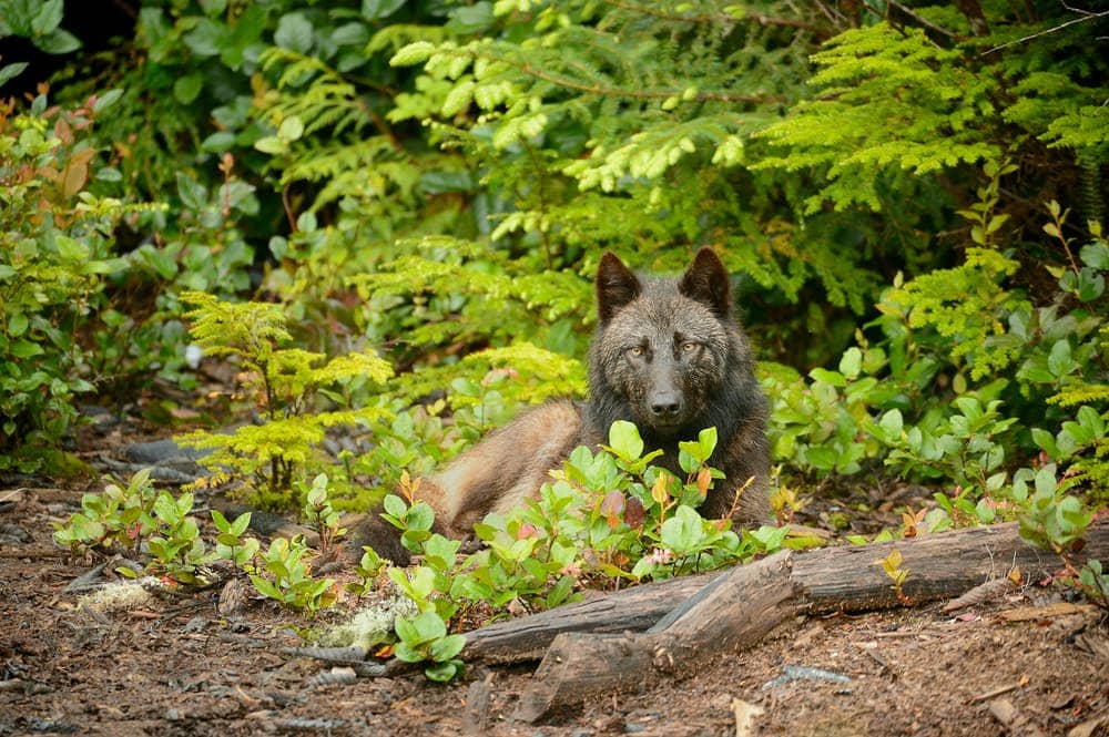 Vancouver Island Wolf (Canis lupus crassodon)