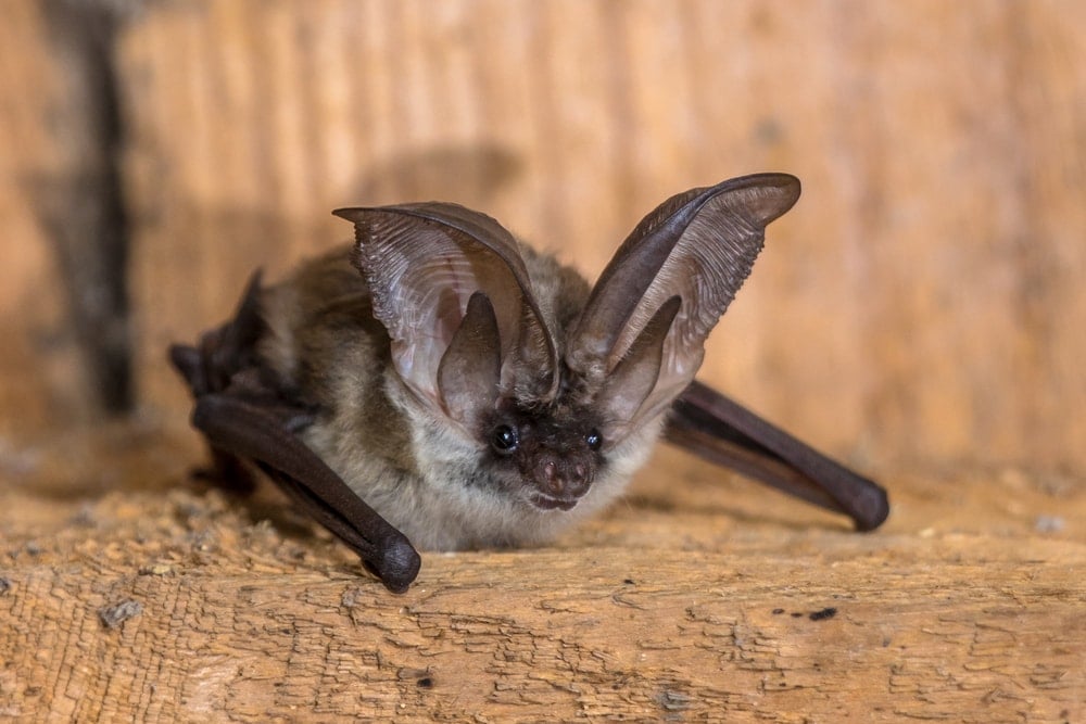 Desert Long-Eared Bat (Otonycteris hemprichii)
