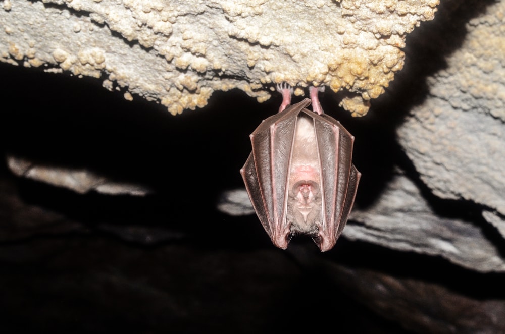 Upside down Mediterranean Horseshoe Bat (Rhinolophus euryale)