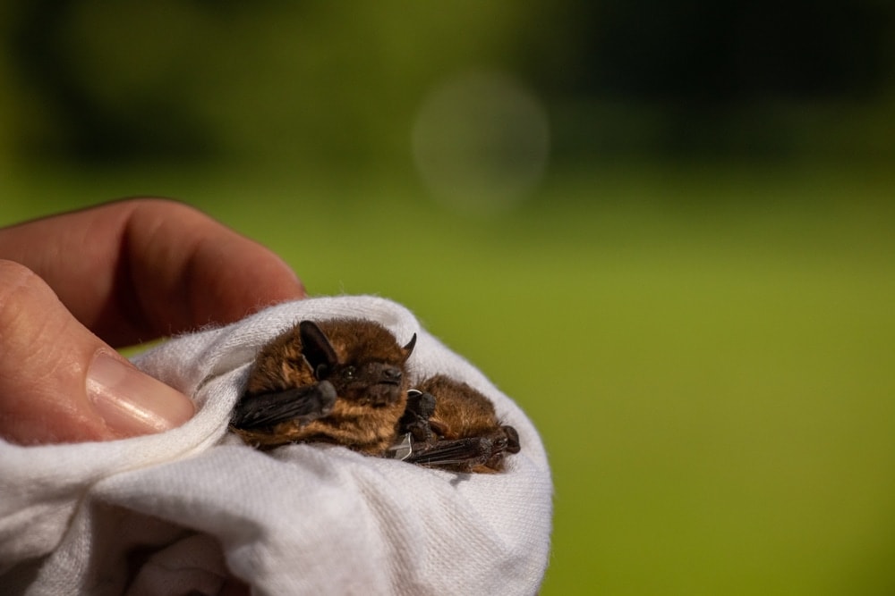 Hands holding 2 Soprano Pipistrelle (Pipistrellus pygmaeus) wrapped in a cloth