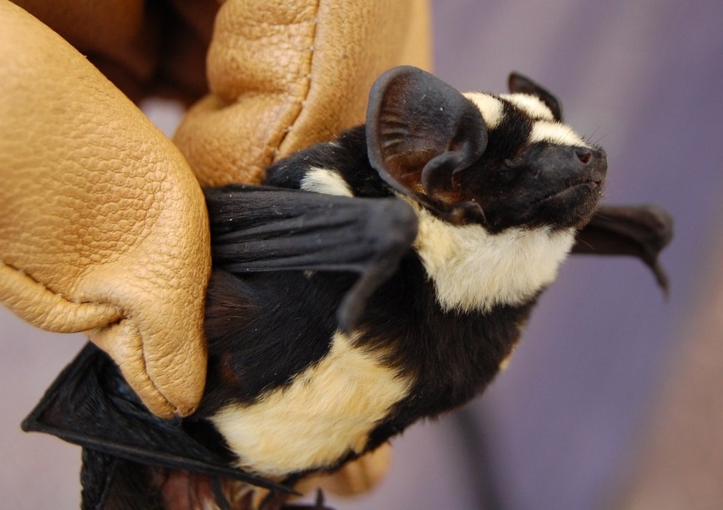 28 Types of Bats: The Cutest Bat Species (Names, Photos, and More) -  Outforia