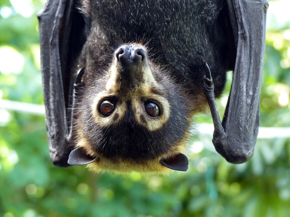 28 Types of Bats: The Cutest Bat Species (Names, Photos, and More) -  Outforia