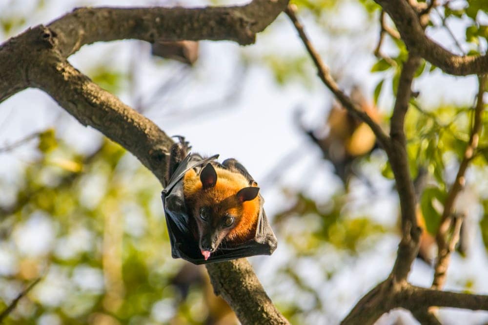 Indian Flying Fox (Pteropus medius) hanging from a tree branch