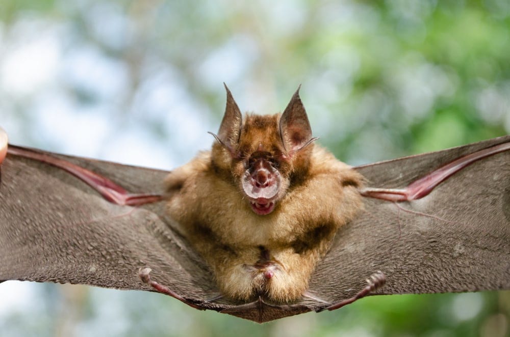 horseshoe bat flying