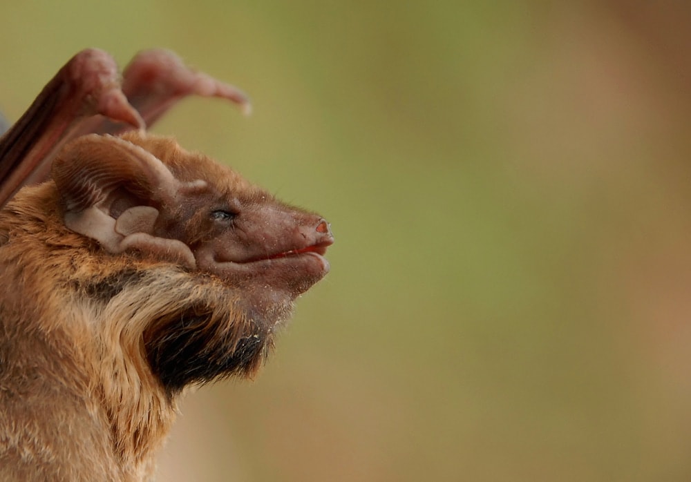 close up photo of  sheath-tailed or sac-winged bat
