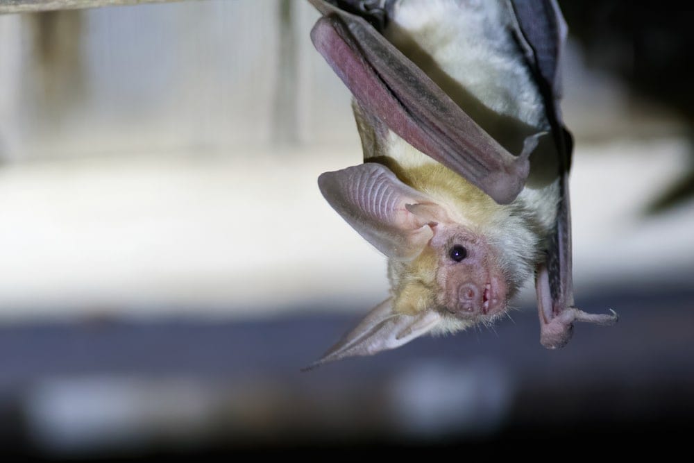 Pallit bat upside down position