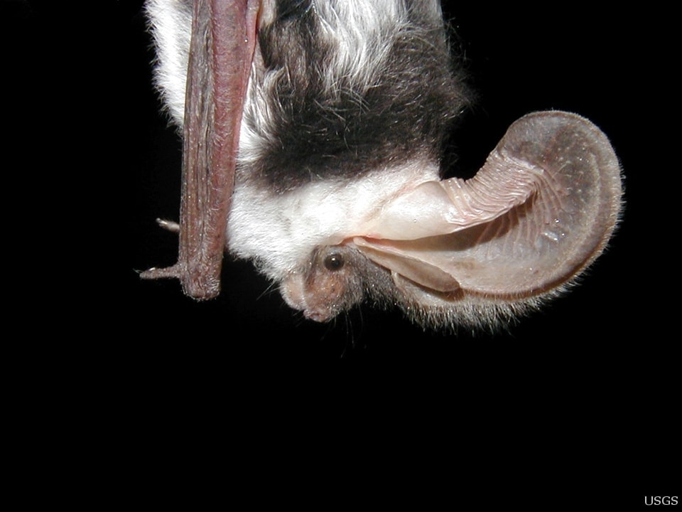 Close up photo of spotted bat with black background