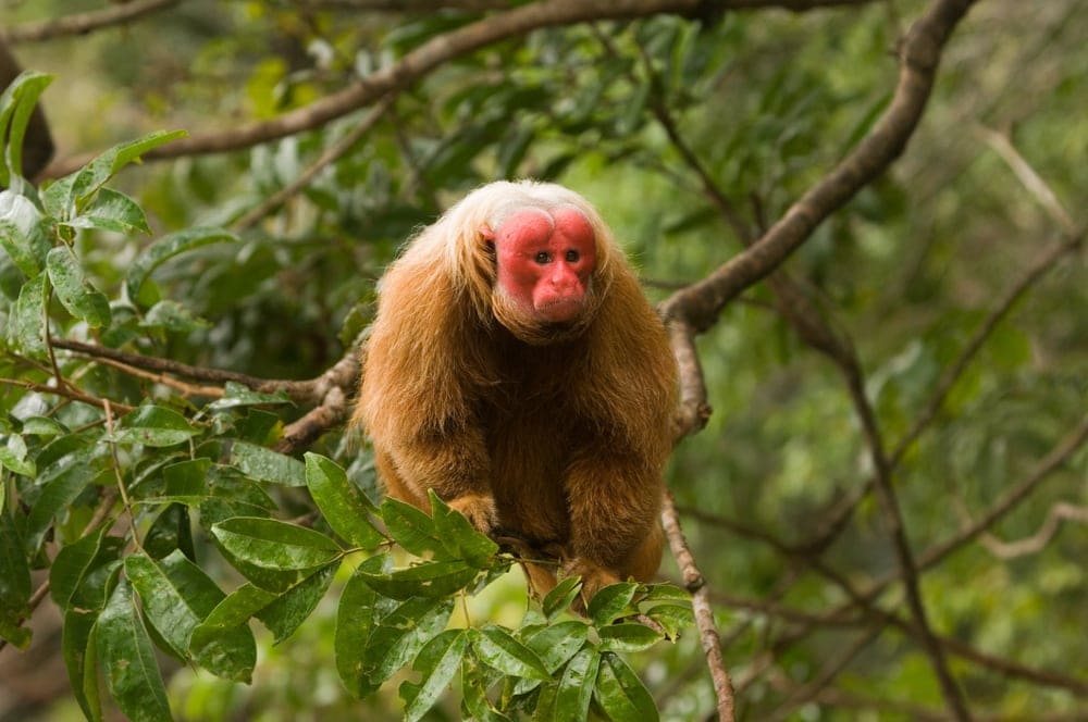 Bald Uakari Monkey on a tree
