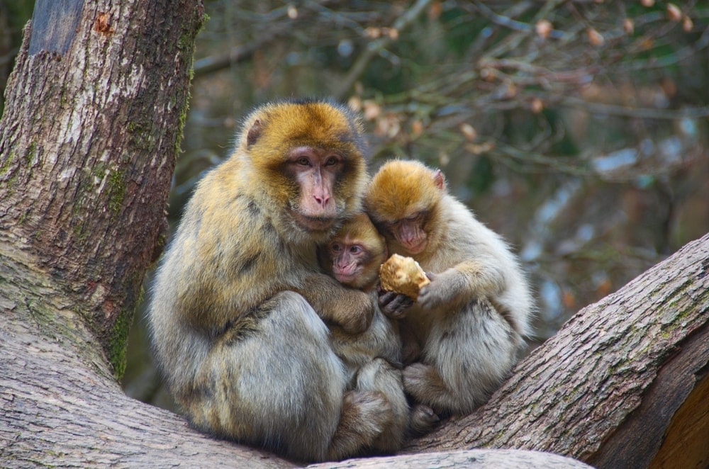 Barbary Macaques (Macaca sylvanus)