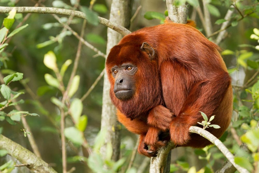 Colombian Red Howler Monkey crouching on a tree