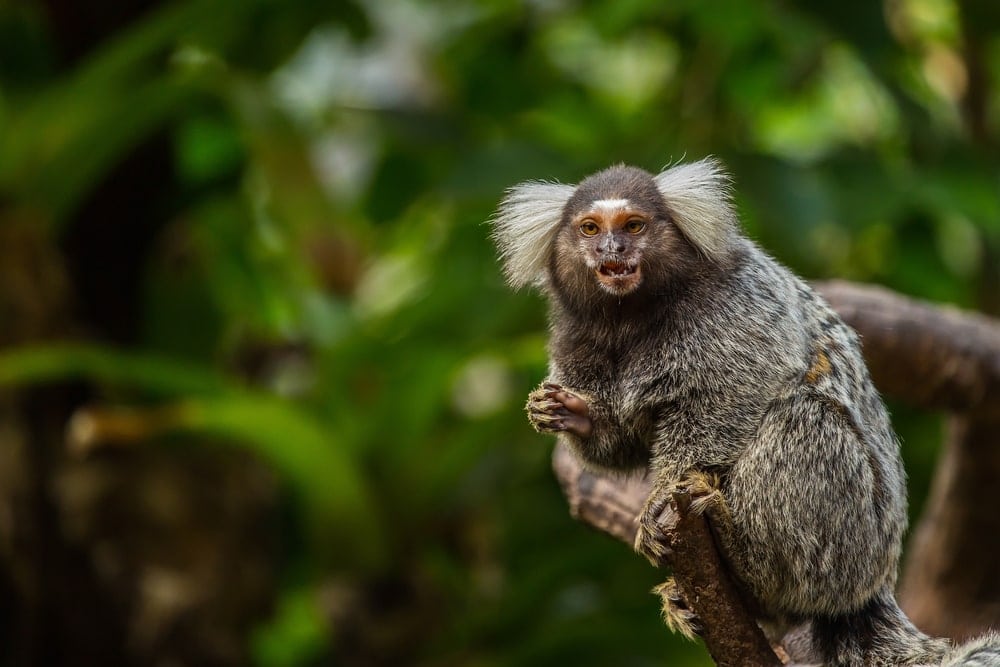 Common Marmoset Monkey standing on branch
