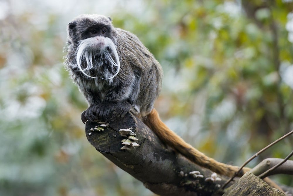 Emperor Tamarin Monkey standing on a branch