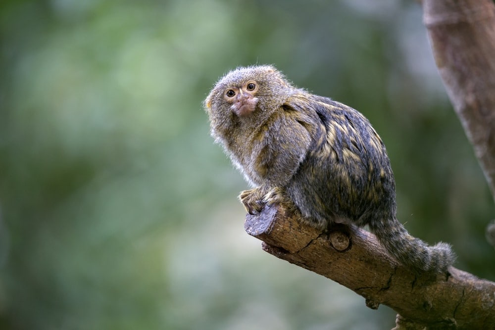 Pygmy Marmoset Monkey looking at the camera