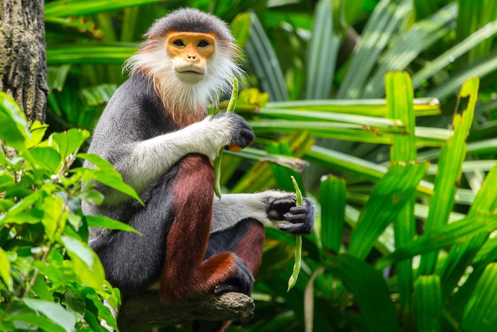25 Remarkable Types of Monkeys (Names, Photos and More) - Outforia