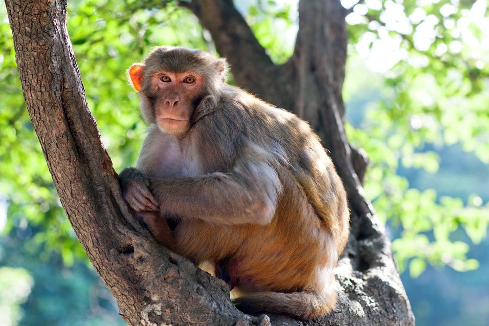Rhesus Macaque (Macaca mulatta)