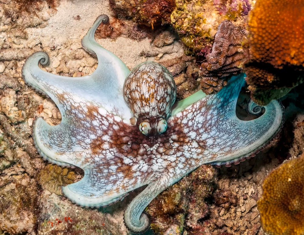 Carribean Reef Octopus underwater