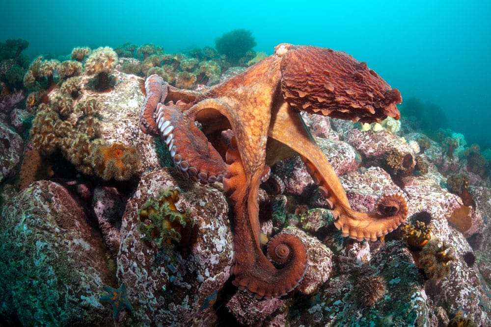 Gian Pacific Octopus above coral reefs