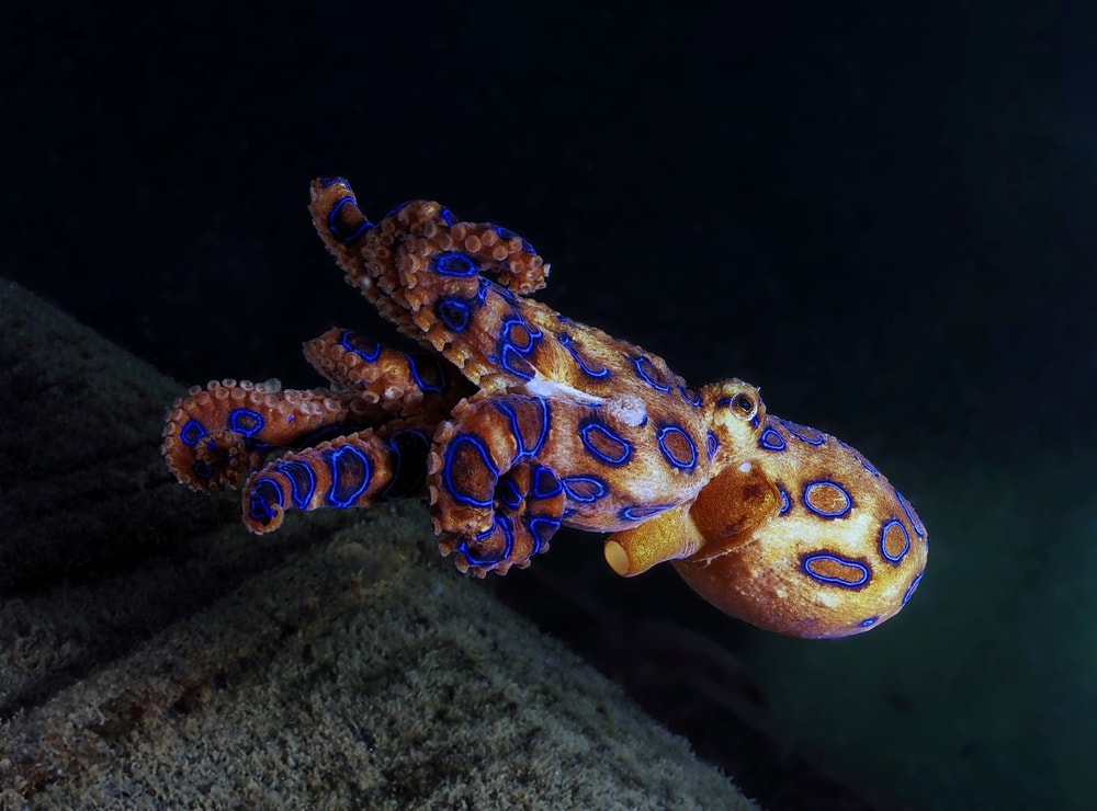 Great Blue Ringed Octopus