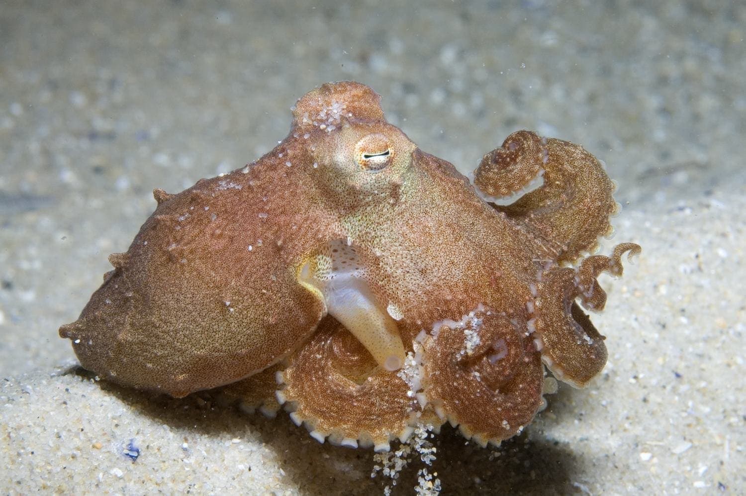Keeled Octopus underwater