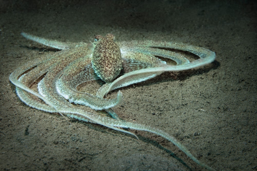 Liliputh long arm octopus