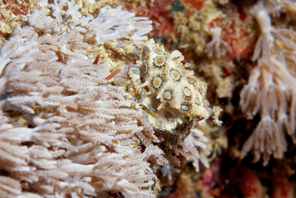 Southern Blue Ringed Octopus