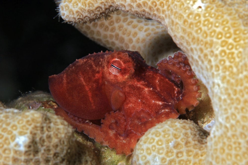 Pygmy Octopus on corals