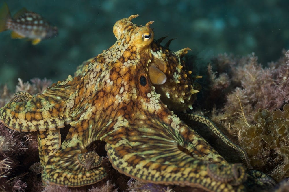 Two Spot Octopus underwater