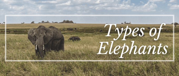 Types of Elephants Featured Image