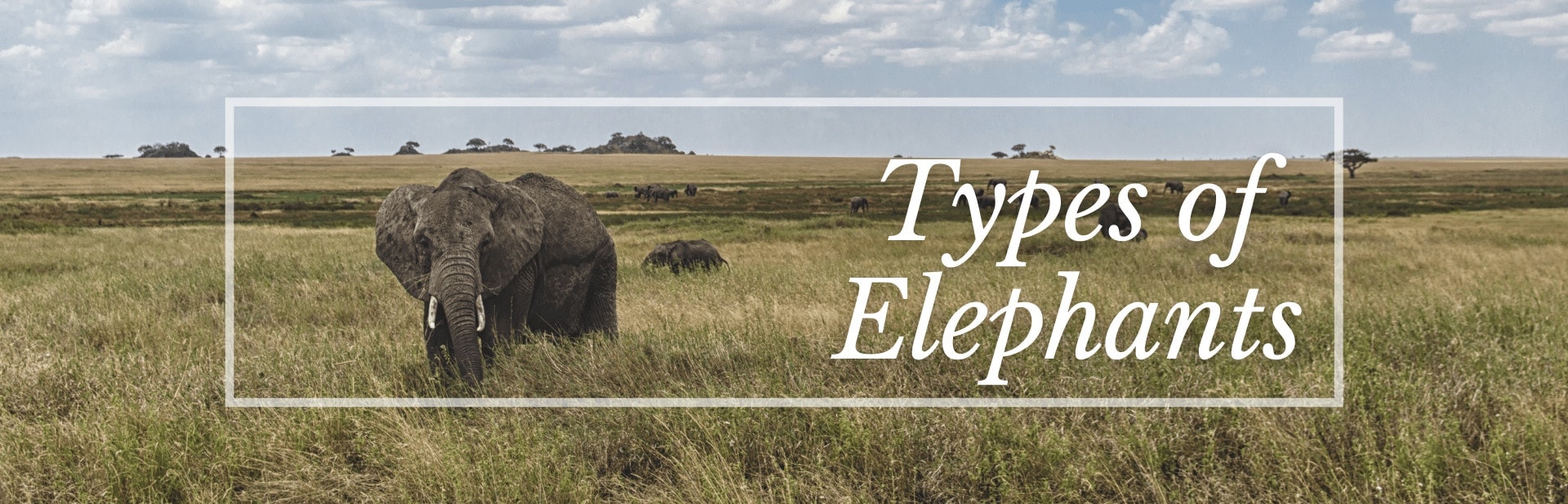 6 Fascinating Types of Elephants (Photos and More)