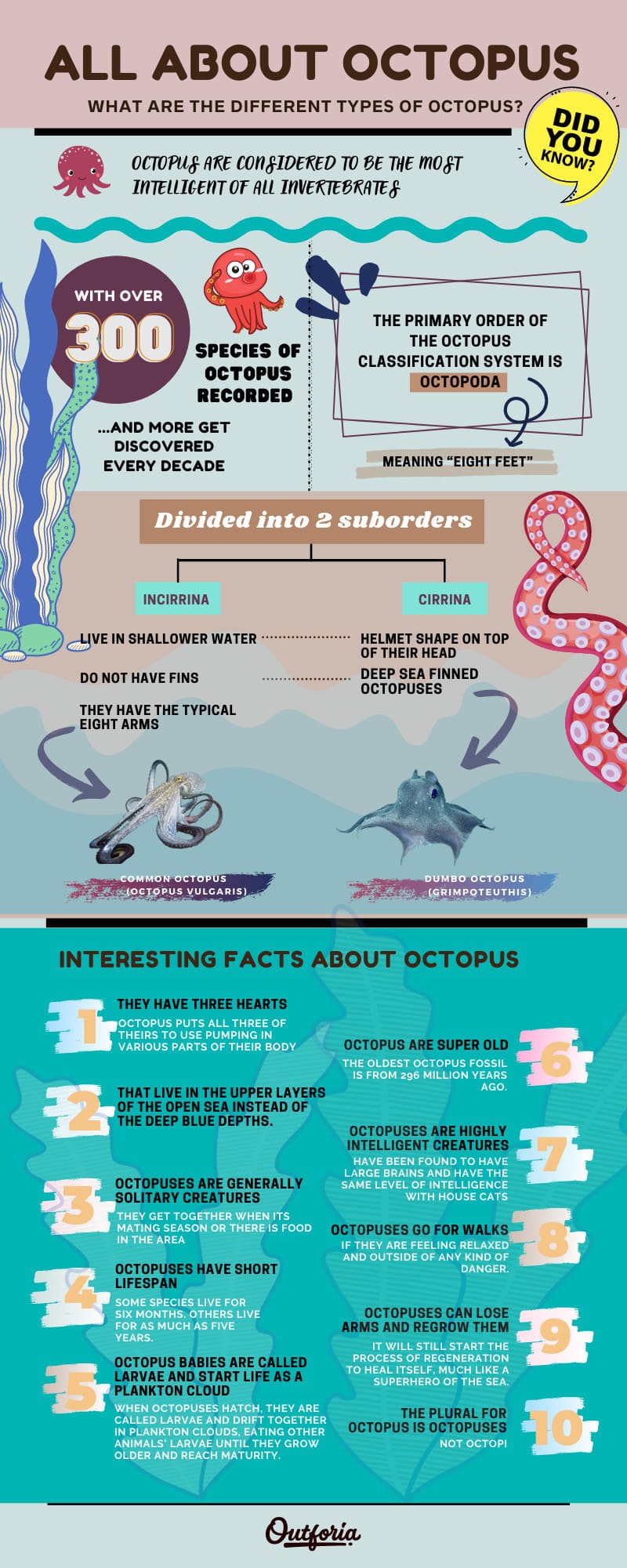 Infographic about types of octopus