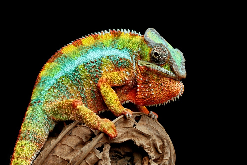 Multi colored chameleon panther on dry leaf with black background