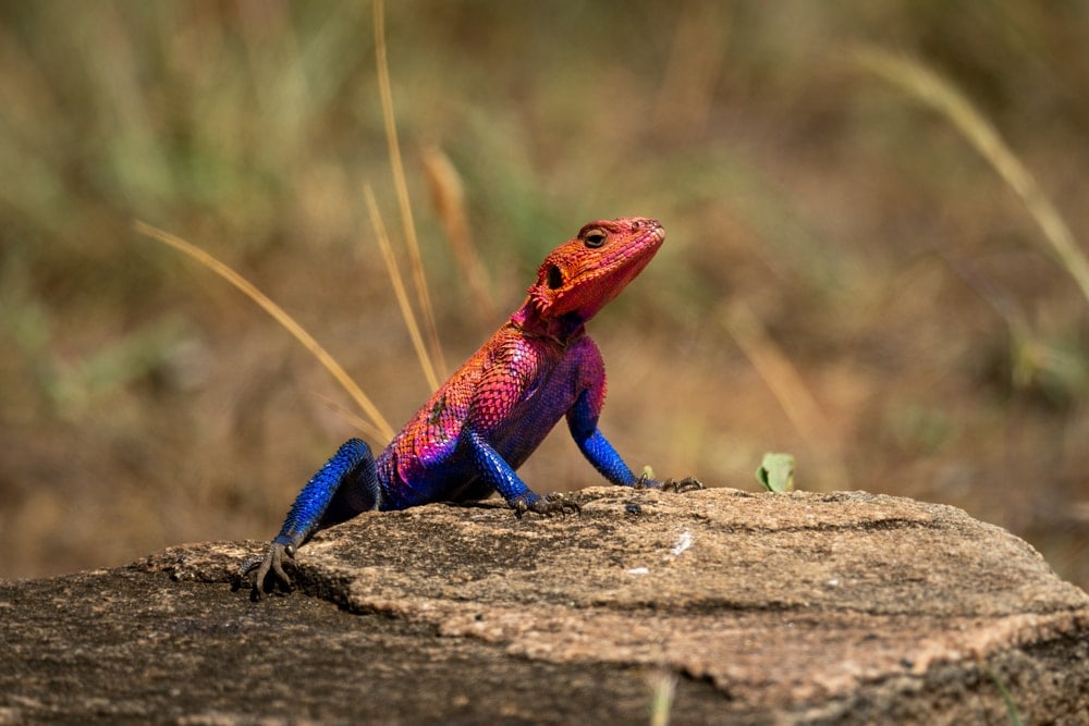 The 25 Most Amazing Types of Lizards (Names, Photos and More) - Outforia