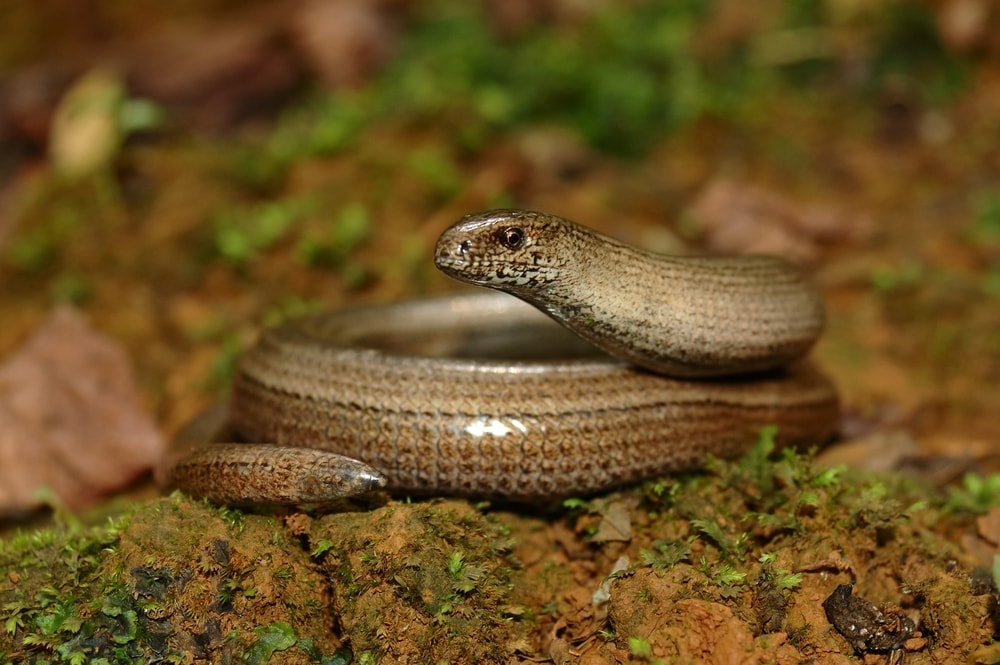 Slow Worm (Anguis fragilis) a type of 