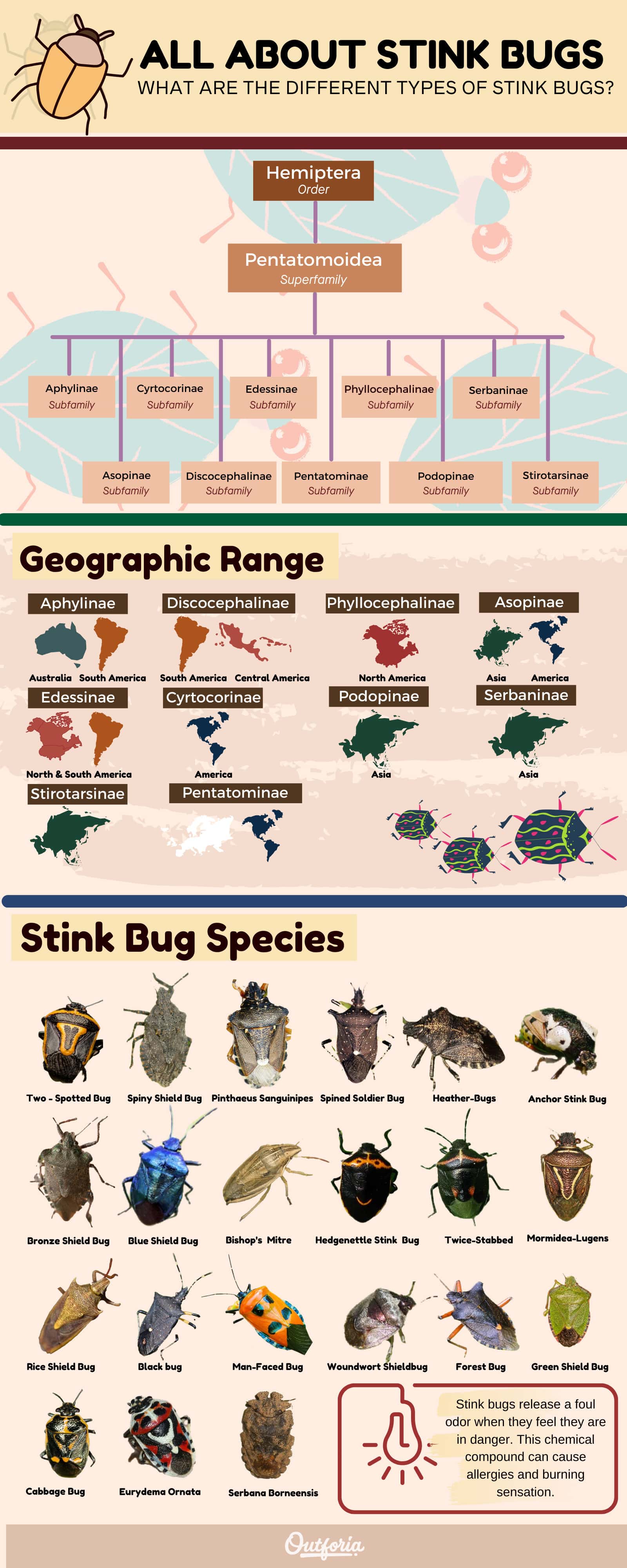 Stink bugs Infographic