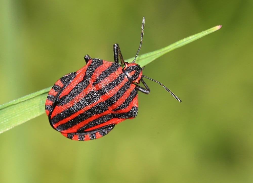 Red striped stink bug from subfamily Podopinae