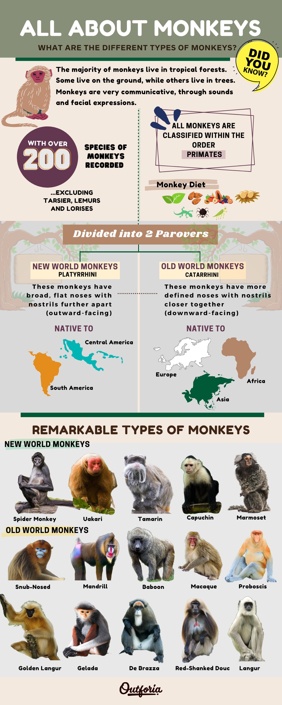 Types of Monkey Infographic