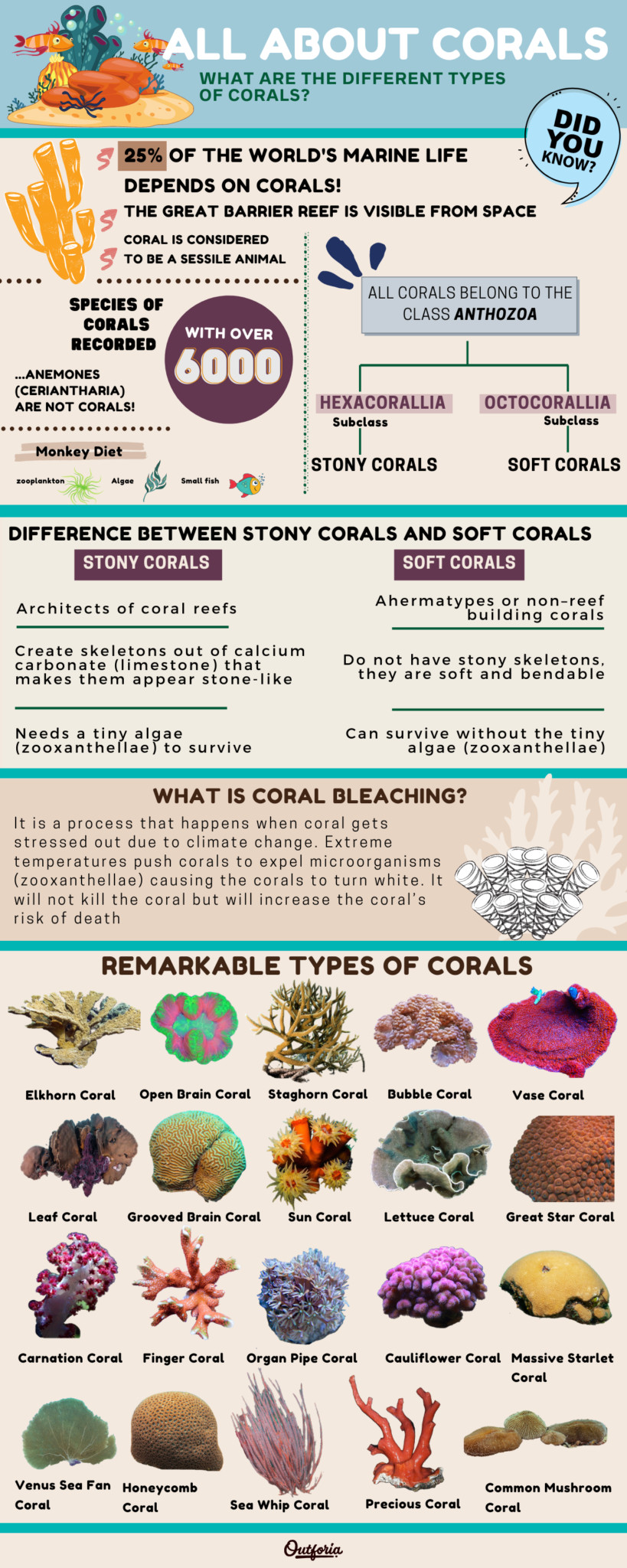A Colorful Exploration: 22 Types of Coral and Their Beauty