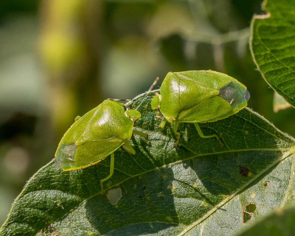 Green shield bug or stink bug on a leaf 