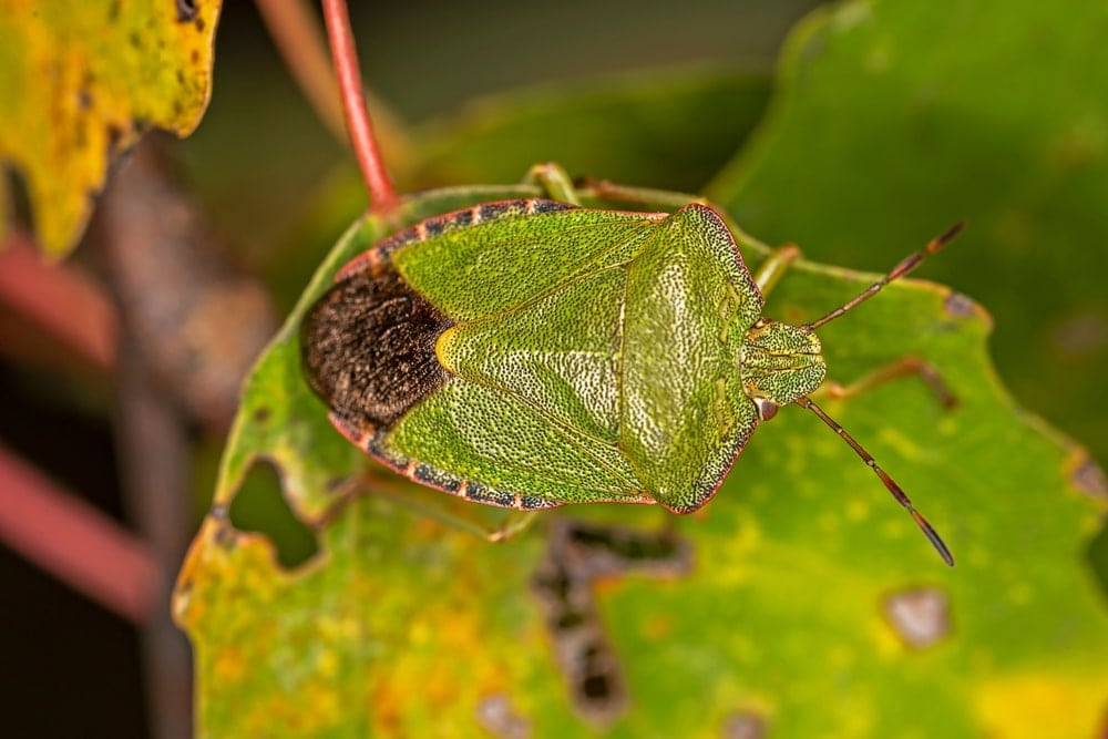 Palomena prasina aka Green Shield Bug