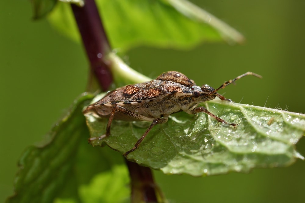 Halyomorpha halys or Brown Marmorated Stink Bug