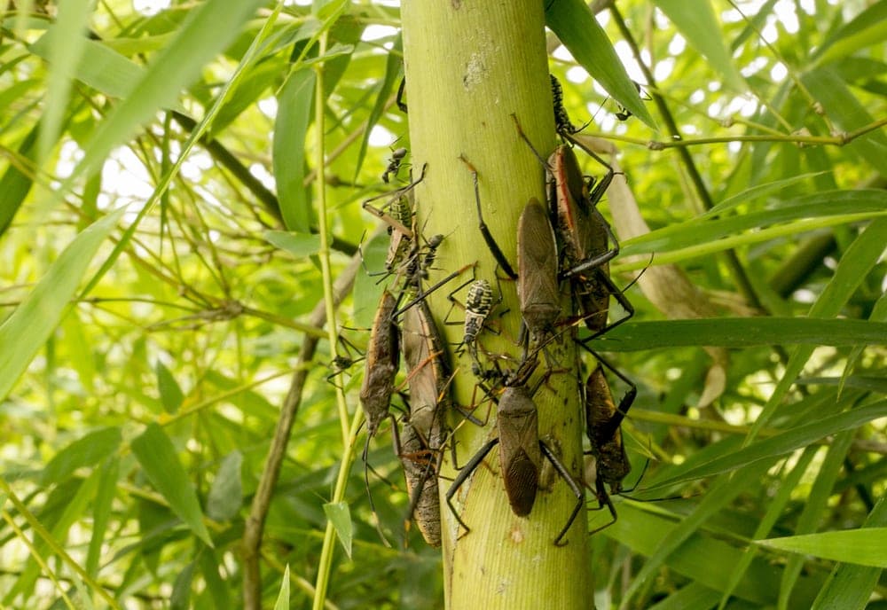 bugs on a tree branch