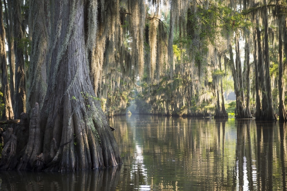 Swamp bayou featuring bald cypress trees and moss in Caddo Lake
