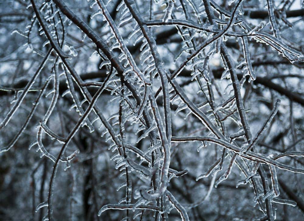 Tree branches coated with ice from a freezing drizzle