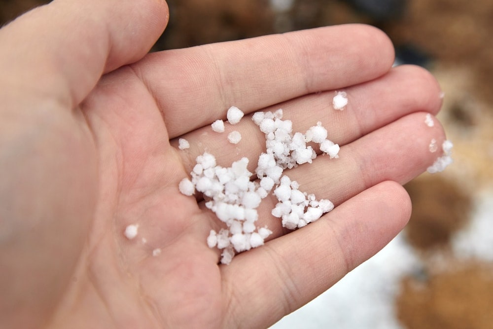 Graupel also known as snow pellets on palm 